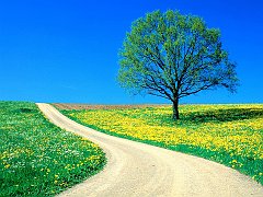 Spring Road